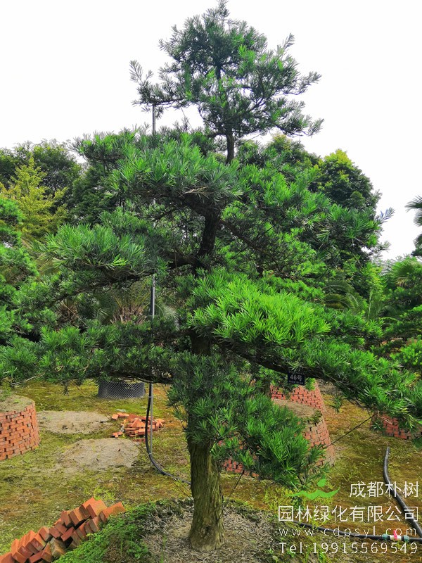 银杉与罗汉松的区别有哪些？